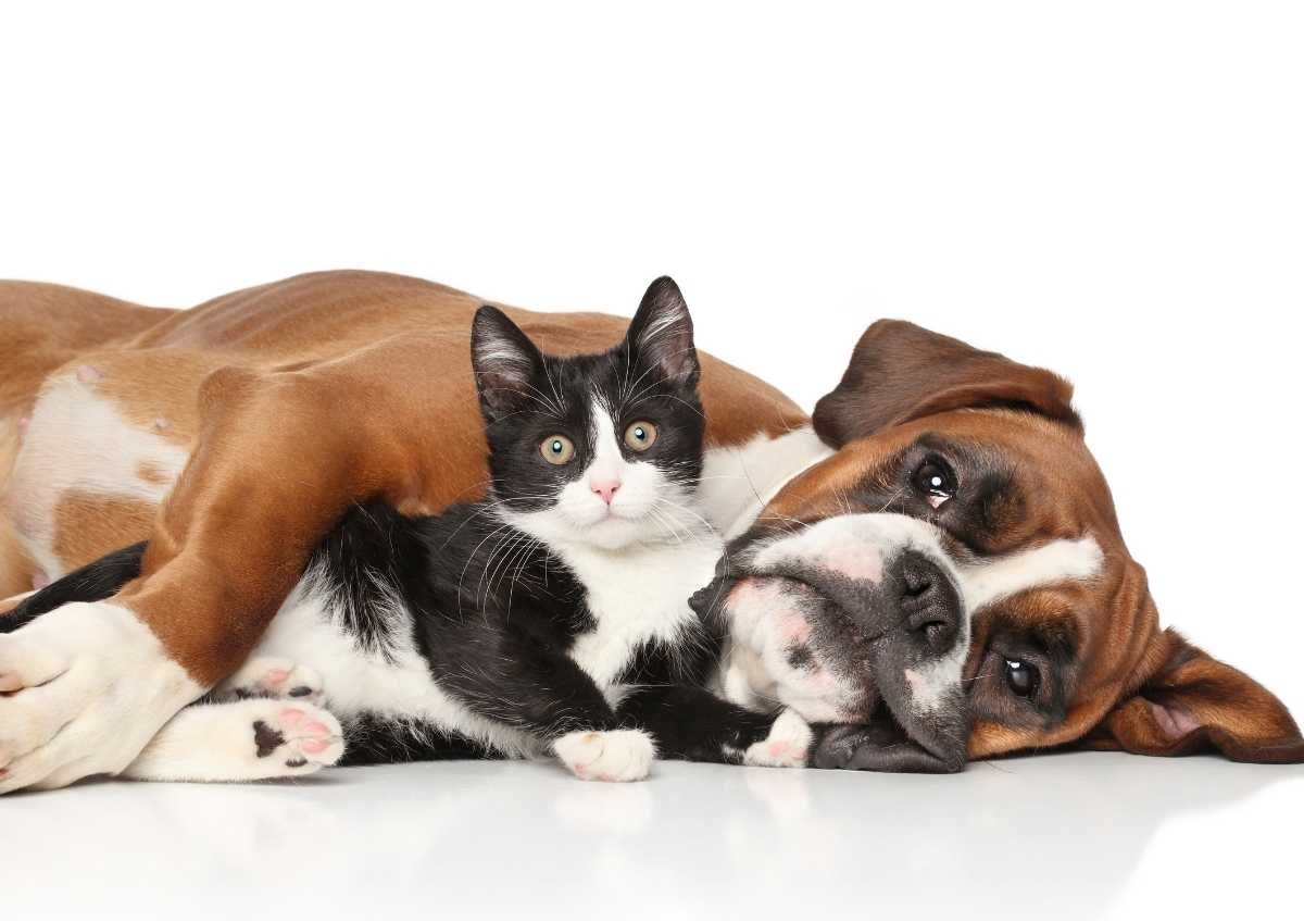 Kedi - Köpek ve At Alerjisinin Teşhisinde Moleküler Alerji Testi