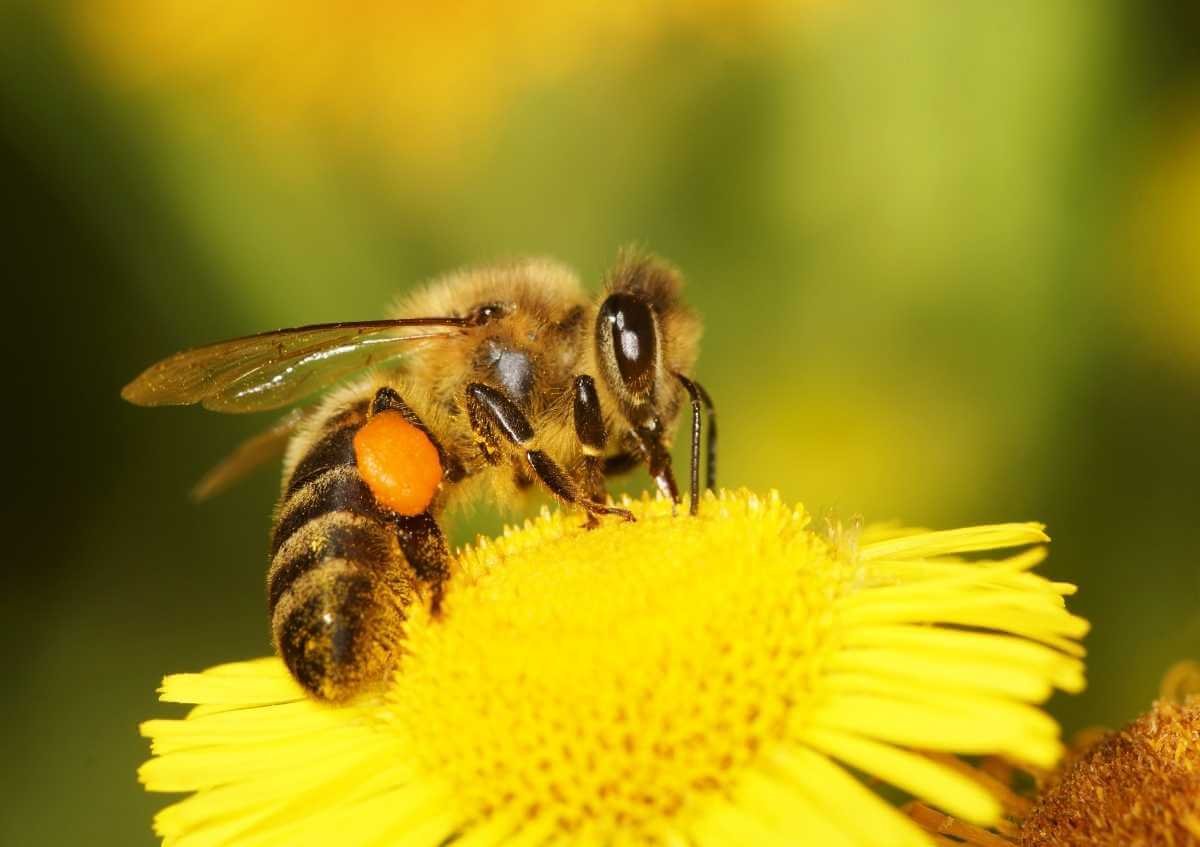 Arı Alerjisi Olanlar Ne Zaman Doktora Gidilmelidir