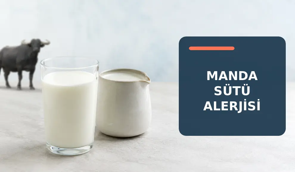 Manda Sütü Alerjisi Manda Sütü Alerjisi