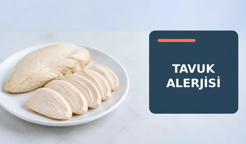 Tavuk Alerjisi Tavuk Alerjisi
